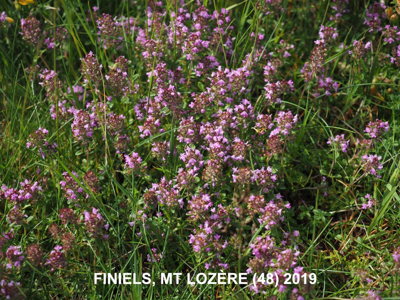 Thyme, Larger Wild plant